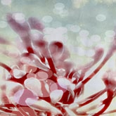 Deb Haugen家居生活